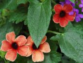 ფოტო ბანკში ყვავილები შავი თვალის Susan ლიანა, Thunbergia alata წითელი