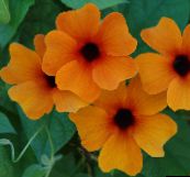 fotoğraf Saksı çiçekleri Siyah Göz Susan tropik sarmaşık, Thunbergia alata turuncu