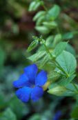 フォト ポットの花 黒い目のスーザン つる植物, Thunbergia alata ライトブルー