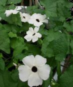 fotografie Kvetinové Kvety Monokel Susan liana, Thunbergia alata biely