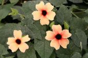 ფოტო ბანკში ყვავილები შავი თვალის Susan ლიანა, Thunbergia alata ვარდისფერი