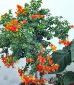 fotografie Oală Flori Marmeladă Bush, Browallia Portocaliu, Firebush copac, Streptosolen portocale