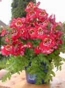 фото Комнатные цветы Схизантус травянистые, Schizanthus красный