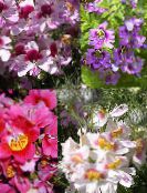 zdjęcie Pokojowe Kwiaty Schizanthus trawiaste liliowy
