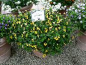gul Nyckelben Blomma, Ladys Toffel, Blå Vinge Ampelväxter
