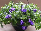 nuotrauka Kambarines gėles Balansyro Gėlė, Ladys Šlepetė, Mėlyna Sparnas kabo augalų, Torenia tamsiai mėlyna