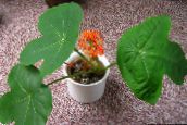 フォト ポットの花 Peregrina、痛風工場、グアテマラルバーブ 草本植物, Jatropha 赤