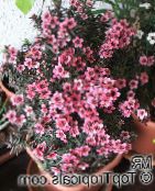 φωτογραφία Εσωτερικά λουλούδια Νέα Ζηλανδία Τεϊόδεντρου θάμνοι, Leptospermum ροζ