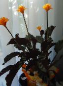 フォト ポットの花 カラテア、ゼブラプラント、孔雀工場 草本植物, Calathea オレンジ
