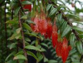 フォト ポットの花 Agapetes ハンギングプラント 赤
