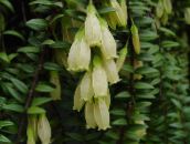 nuotrauka Kambarines gėles Agapetes kabo augalų baltas
