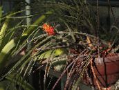 Fenyőtoboz Bromeliad
