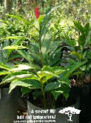 foto Podu Ziedi Sarkanā Ingvera, Apvalks Ingvers, Indijas Ingvera zālaugu augs, Alpinia sarkans