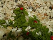 fotoğraf Saksı çiçekleri Aptenia asılı bitki kırmızı