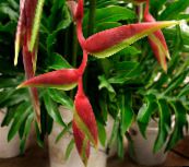 фото үй гүлдері Gelikoniya шөпті, Heliconia қызыл