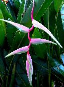 foto Pot Bloemen Kreeft Klauw,  kruidachtige plant, Heliconia roze