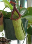 zielony Nepenthes (Kuvshinochnik) Liana