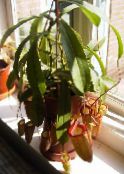 photo des fleurs en pot Singe Bambou Cruche une liane, Nepenthes rouge