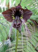 褐色 蝙蝠头百合，花蝙蝠，魔鬼花 草本植物