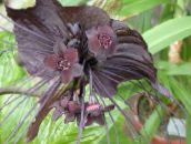 fénykép  Bat Fej Liliom, Denevér Virág, Ördög Virág lágyszárú növény, Tacca barna