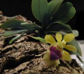 φωτογραφία Εσωτερικά λουλούδια Haraella ποώδη κίτρινος