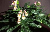 mynd Pottinn blóm Chirita herbaceous planta bleikur