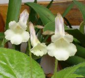 フォト ポットの花 Chirita 草本植物 ホワイト