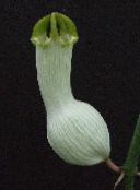 фото Кімнатні квіти Церопегія ампельноє, Ceropegia білий