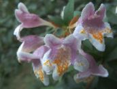 fotoğraf Saksı çiçekleri Abelia çalı pembe