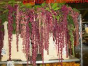 foto Pot Blomster Amaranthus, Kærlighed-Løgne-Blødning, Kiwicha urteagtige plante, Amaranthus caudatus claret