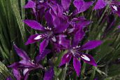 photo  Baboon Flower, Baboon Root herbaceous plant, Babiana purple