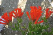 ფოტო ბანკში ყვავილები Jasmine ქარხანა, ალისფერი Trumpetilla ბუში, Bouvardia წითელი