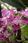 photo Pot Flowers Calanthe herbaceous plant pink