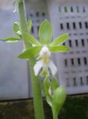 nuotrauka Kambarines gėles Kalantė žolinis augalas, Calanthe žalias