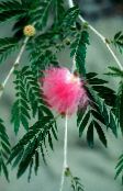 foto Flores de salón Soplo De Polvo Rojo arbustos, Calliandra rosa