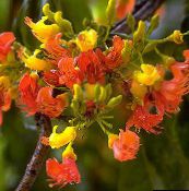 foto Pot Bloemen Castanospermum boom oranje