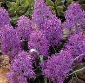 nuotrauka Kambarines gėles Vynuogių Hiacintas žolinis augalas, Muscari violetinė