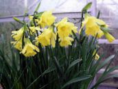 Jonquilles, Daffy Dilly Bas