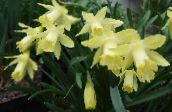 foto Pot Blomster Påskeliljer, Daffy Ned Dilly urteagtige plante, Narcissus gul