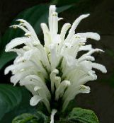 Brazílski Chochol, Plameniak Kvetina