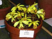 照片  印度番红花 草本植物, Pleione 黄