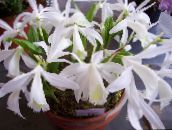 フォト ポットの花 インドクロッカス 草本植物, Pleione ホワイト