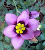 紫丁香 Sparaxis 草本植物