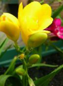 foto Pot Bloemen Sparaxis kruidachtige plant geel