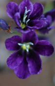 photo Pot Flowers Sparaxis herbaceous plant purple