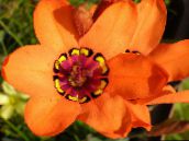 nuotrauka Kambarines gėles Sparaxis žolinis augalas oranžinis