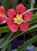 nuotrauka Kambarines gėles Sparaxis žolinis augalas raudonas