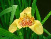 foto Pot Bloemen Tigridia, Mexicaanse Shell-Flower kruidachtige plant geel