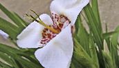 フォト ポットの花 Tigridia、メキシコシェルの花 草本植物 ホワイト