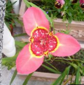 照片  Tigridia，墨西哥贝壳花 草本植物 粉红色